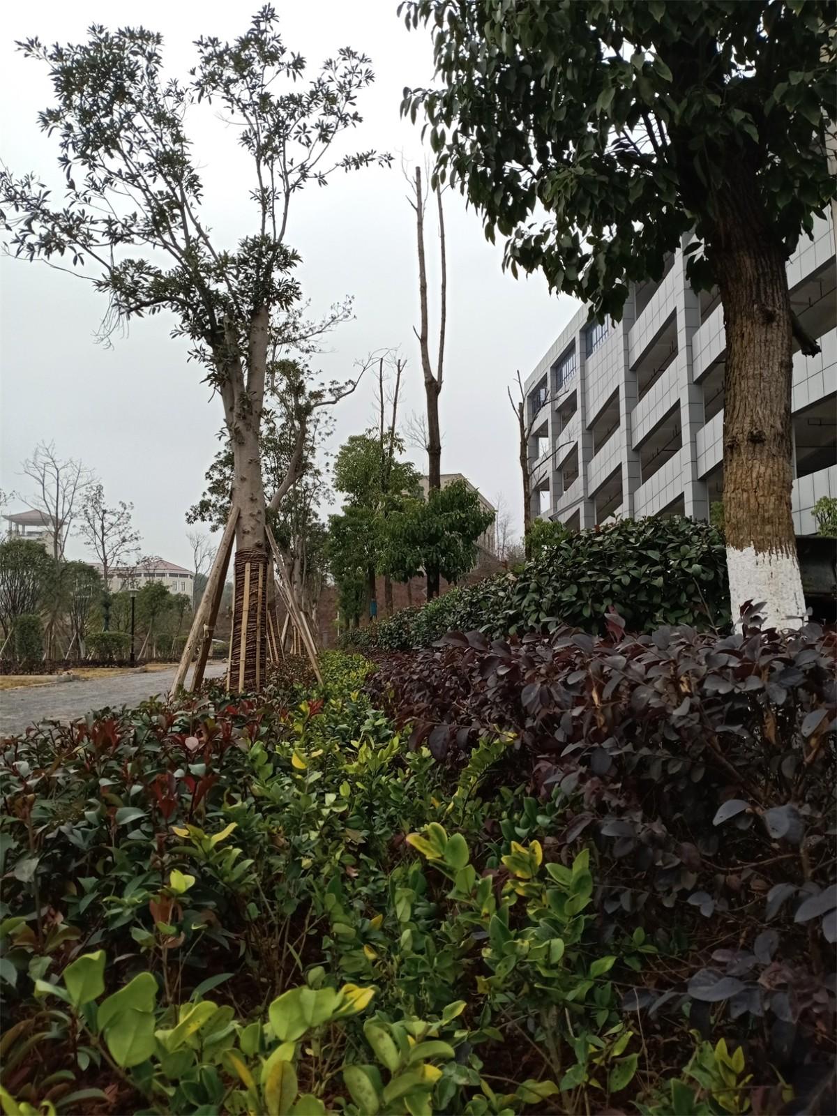 1612679638306515.jpg 一片生機(jī) 莫雪松攝.jpg